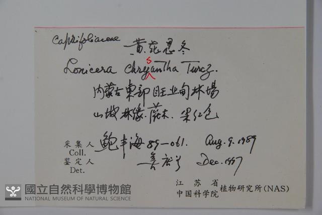 金花忍冬藏品圖，第2張