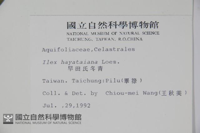 早田氏冬青藏品圖，第2張