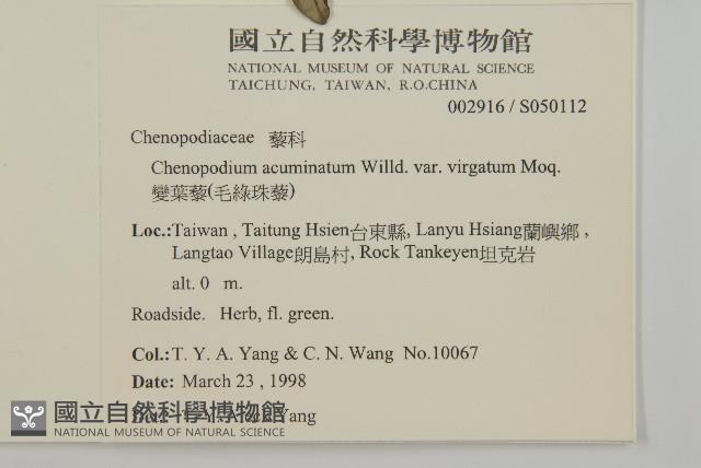 變葉藜、毛綠珠藜藏品圖，第2張