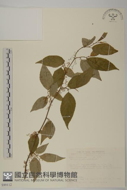 佩羅特木藏品圖，第1張