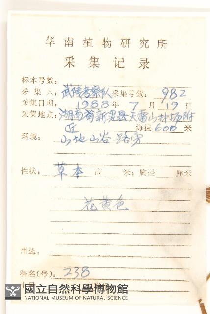 蔓黃菀藏品圖，第2張