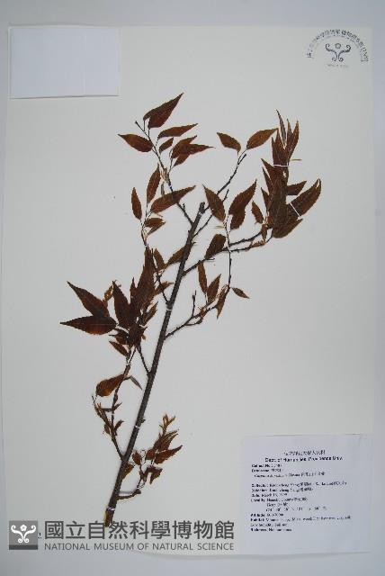 阿里山千金榆藏品圖，第1張