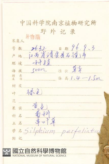 串葉草藏品圖，第2張