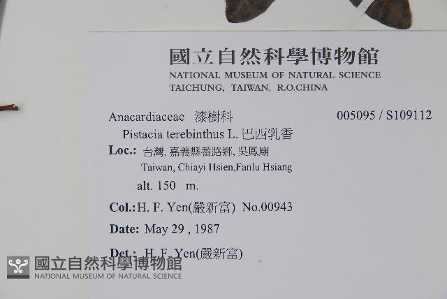 巴西乳香藏品圖，第2張