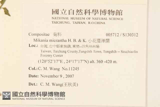 小花蔓澤蘭藏品圖，第2張