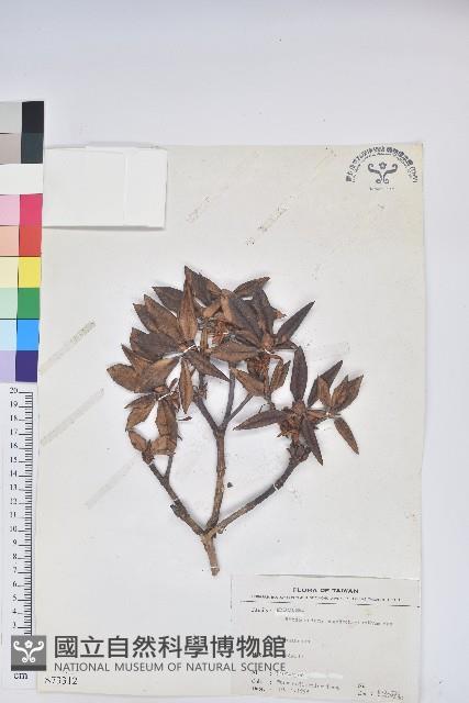 玉山杜鵑藏品圖，第1張