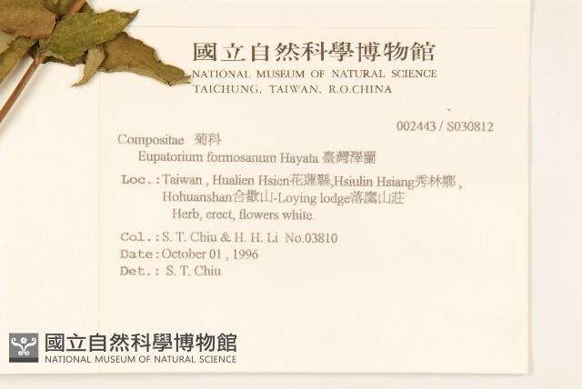 Formosan eupatorium Collection Image, Figure 2, Total 2 Figures