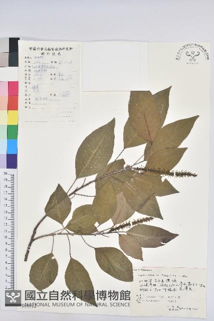 白臼藏品圖，第1張