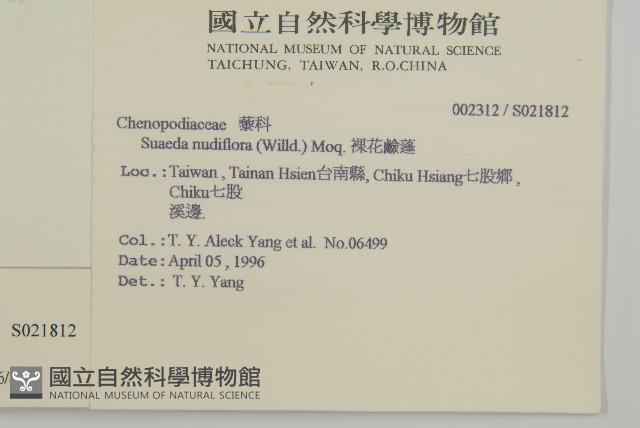 裸花鹼蓬藏品圖，第2張