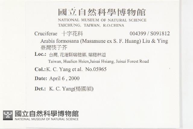 臺灣筷子芥藏品圖，第2張