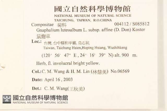 鼠麴草藏品圖，第2張