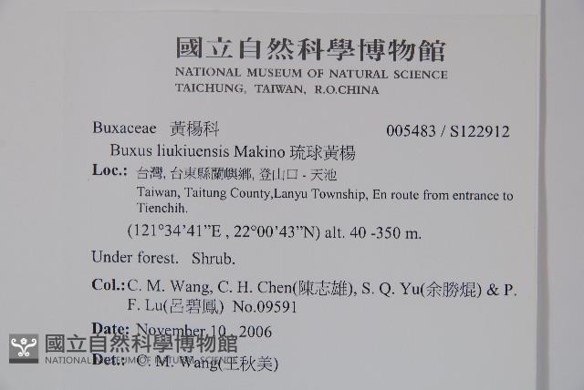 琉球黃楊藏品圖，第2張