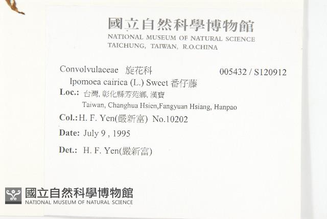 番仔藤藏品圖，第2張