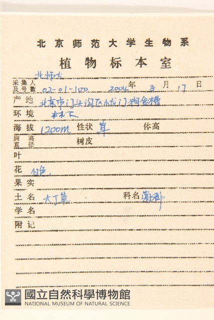 大丁草藏品圖，第2張