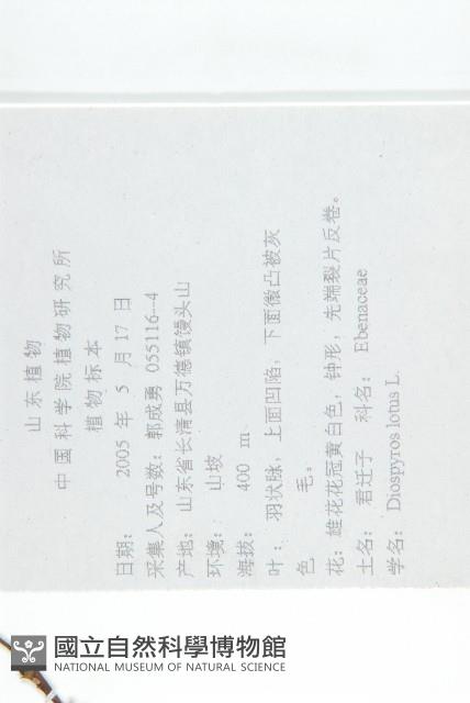 黑棗、君遷子藏品圖，第2張