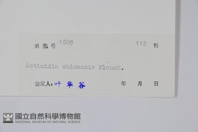 獼猴桃、奇異果藏品圖，第2張