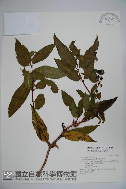 阿里山忍冬、漸尖葉忍冬藏品圖，第1張