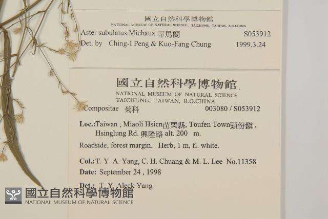 掃帚菊藏品圖，第2張