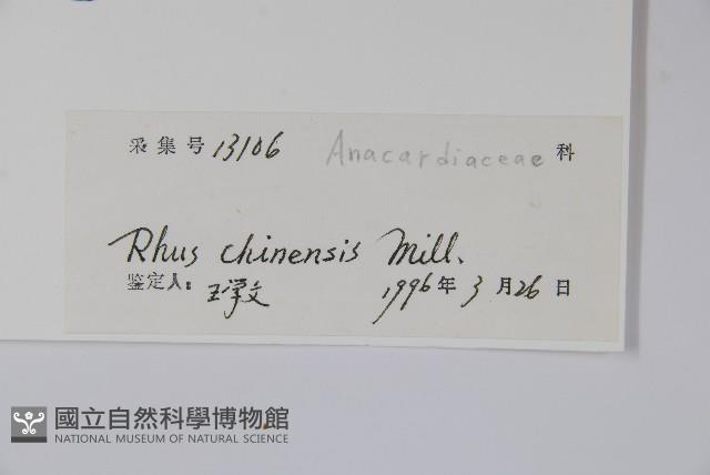 鹽膚木藏品圖，第2張