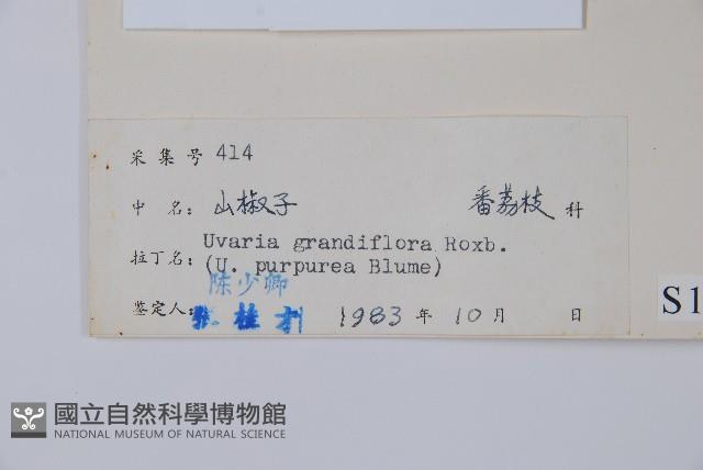 山椒子藏品圖，第2張