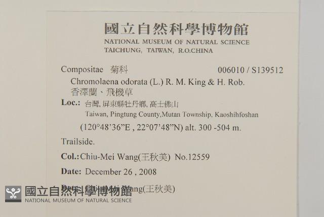 香澤蘭、飛機草藏品圖，第2張