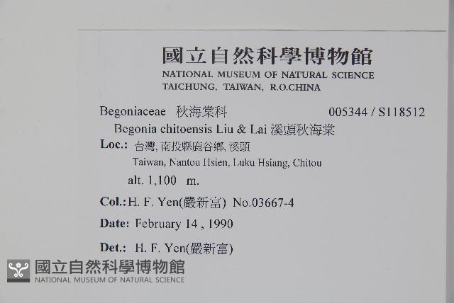 溪頭秋海棠藏品圖，第2張