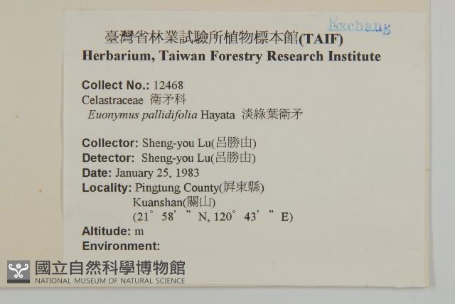 淡綠葉衛矛藏品圖，第2張