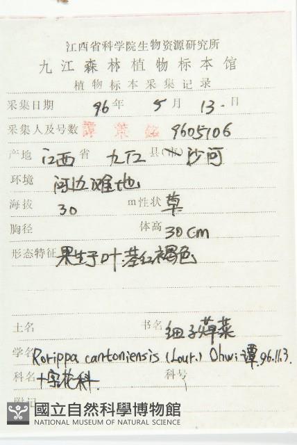 廣東葶藶藏品圖，第2張