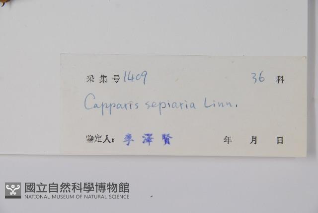 登錄號:S032652藏品圖，第2張