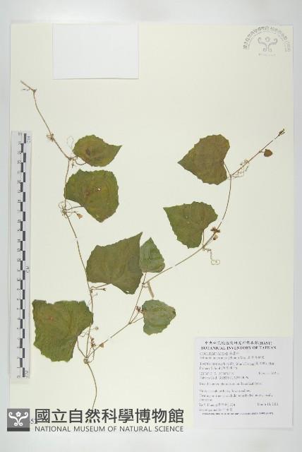 黑果馬交兒藏品圖，第1張