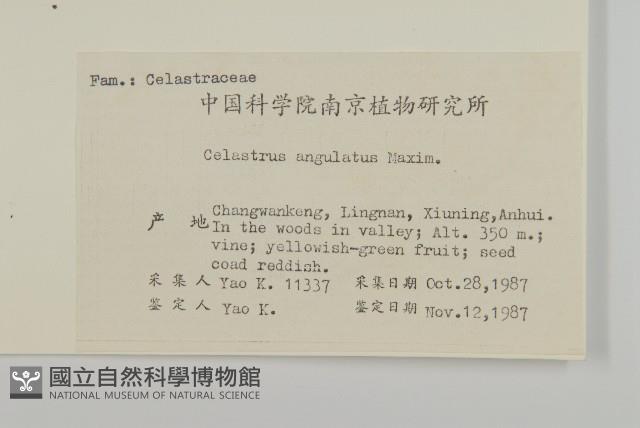 苦皮藤藏品圖，第2張