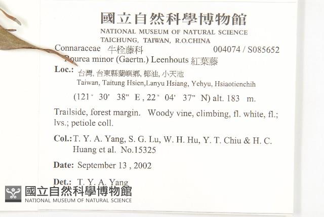 紅葉藤藏品圖，第2張