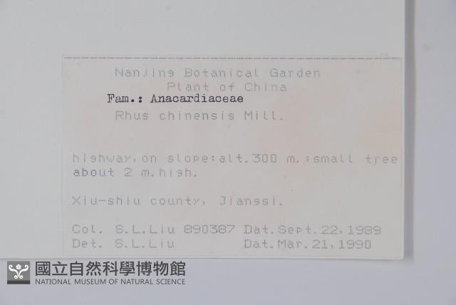 鹽膚木藏品圖，第2張