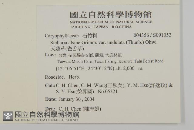 天蓬草、雀舌草藏品圖，第2張