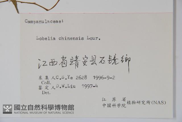 半邊蓮、鐮磨仔草藏品圖，第2張