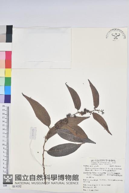 披針葉饅頭果藏品圖，第1張