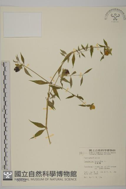 狗筋蔓藏品圖，第1張