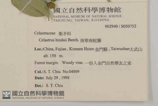 南華南蛇藤，青江藤藏品圖，第2張