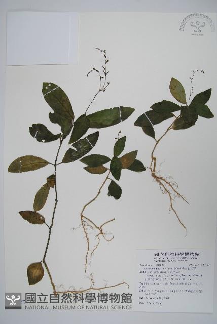 針刺草藏品圖，第1張