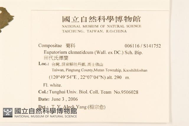 田代氏澤蘭藏品圖，第2張