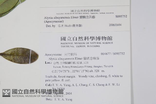 蘭嶼念珠藤藏品圖，第2張