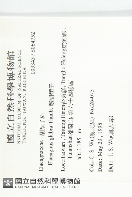 藤胡頹子藏品圖，第2張