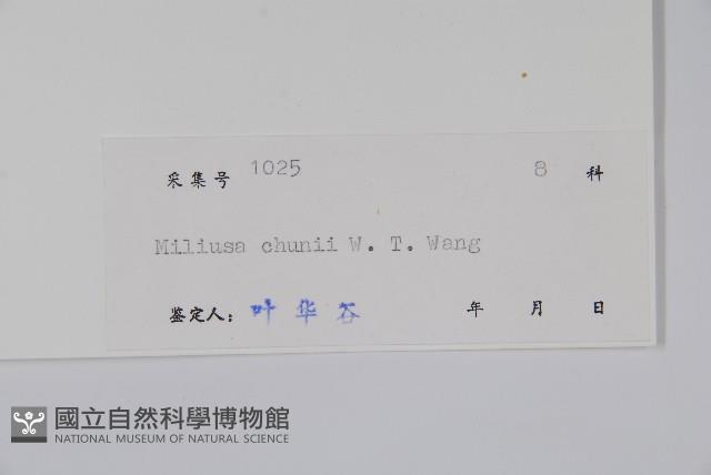 野獨活藏品圖，第2張