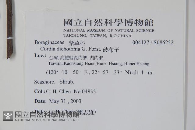 破布子藏品圖，第2張