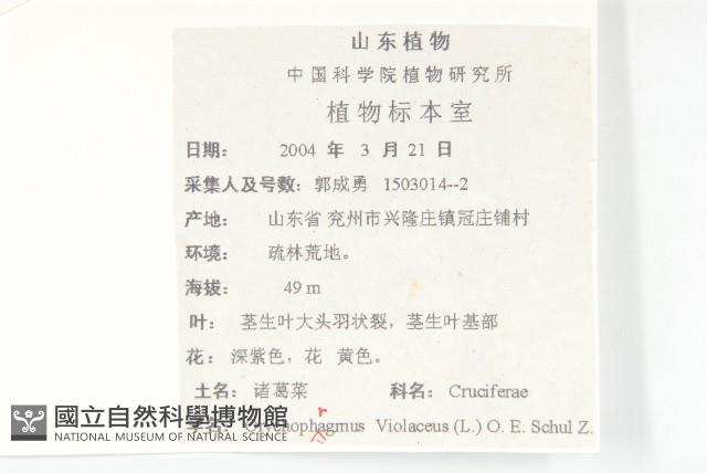 諸葛菜藏品圖，第2張