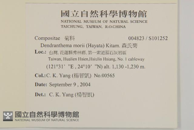 森氏菊藏品圖，第2張