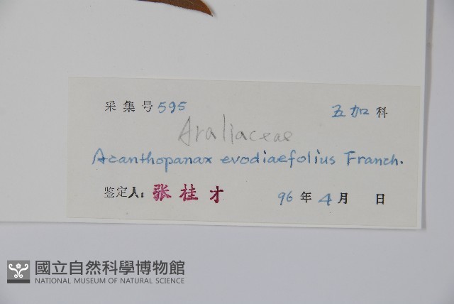 吳茱萸五加藏品圖，第2張