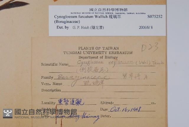 琉璃草藏品圖，第2張