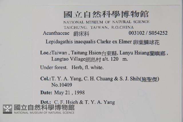 卵葉鱗球花藏品圖，第2張