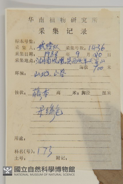 南華南蛇藤，青江藤藏品圖，第2張